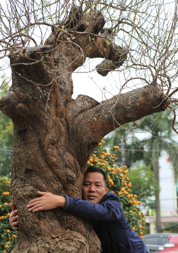 Gốc đào cổ thụ với tuổi đời hơn trăm năm to đến mức một người ôm không hết. Ảnh: Vietnamnet