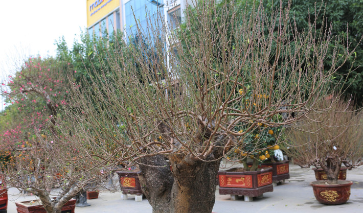 Tại TP. Thanh Hoá, năm nay nhiều nhà vườn đưa gốc đào cổ thụ về bày bán. Những gốc đào hai trạng, tán rộng giá dao động từ 70 đến 100 triệu, tùy thời điểm. Ảnh: Vietnamnet