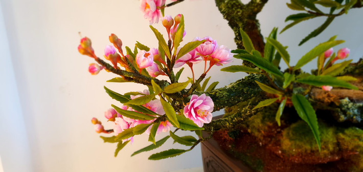Những chậu bonsai được uốn nắn tỉ mỉ từ đất sét Nhật, bền đẹp và không bị phai màu. Ảnh: Facebook
