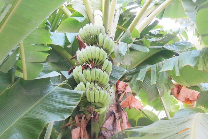 Lá chuối tươi là thứ sẵn có ở bất cứ đâu tại Việt Nam. Vì thế, lá chuối có thể hoàn toàn xin được mà không cần phải mua. Ảnh: Internet.