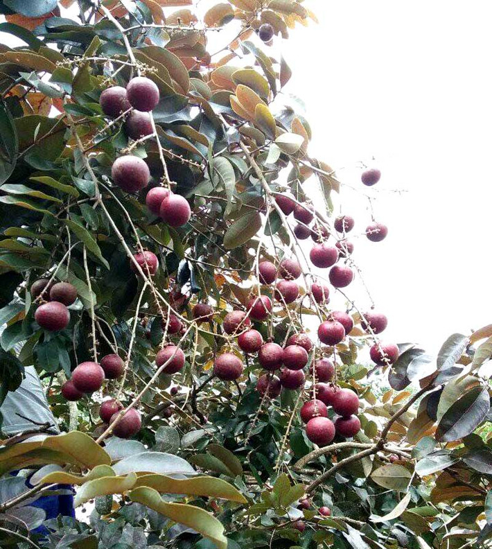 Một giống nhãn khác cũng từng gây sốt thị trường Việt là nhãn tím miền Tây. Ảnh: Dân Việt.