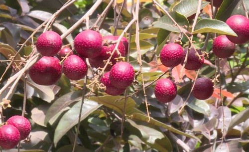 Không chỉ quả nhãn mà cây giống nhãn tím giá cũng cao ngất ngưởng, lên tới 600.000-800.000 đồng/cây. Ảnh: Giadinhnet.