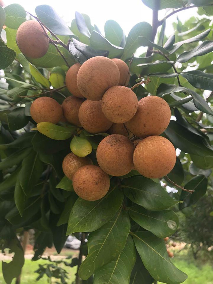 Đây là loại nhãn đặc sản được trồng ở Bà Rịa - Vũng Tàu. Tuy nhiên, giống nhãn rất khó trồng nên số lượng còn hạn chế. Ảnh: Thương Trường.