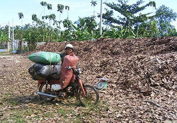 Cuối năm 2012, không ít nông dân hái lá điều đem phơi khô, thậm chí phun hóa chất để lá điều rụng hàng loạt nhằm đáp ứng nhu cầu thu mua của thương lái Trung Quốc, ảnh hưởng đến năng suất cây điều trong vụ mùa tiếp theo. Ảnh: Zing.