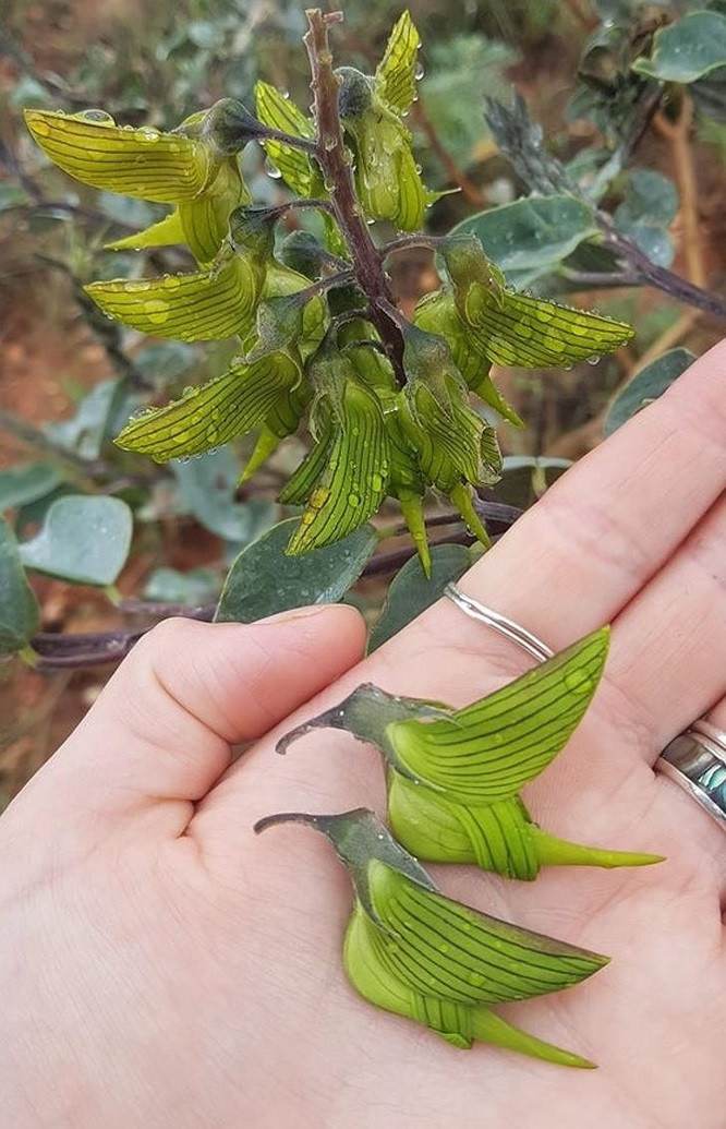 8. Những bông hoa này trông giống như những con chim ruồi tí hon.