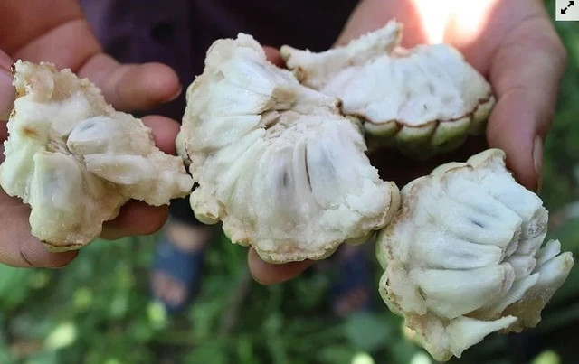 Na bở thường có vỏ xù xì cứng hơn na dai và màu trắng đục. Na bở thịt màu trắng, chứa nhiều hạt. Na bở cũng khó ăn bởi khó bóc vỏ hơn do sát vào thịt. Ảnh: Suckhoedoisong