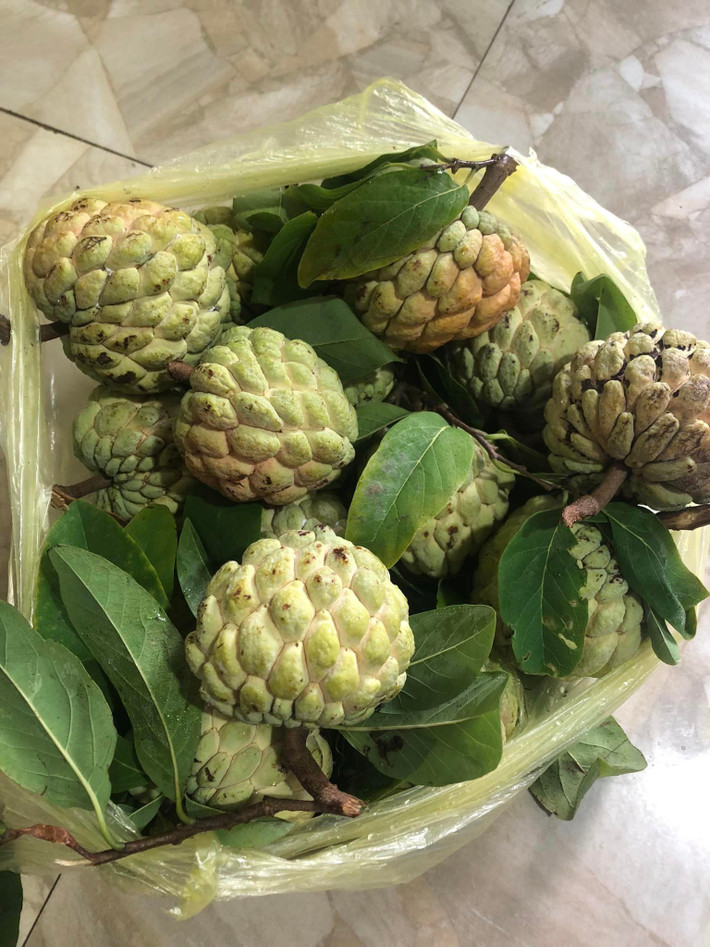Để phân biệt na dai và na bở, người dân căn cứ vào lá. Lá na bở thẳng, trong khi lá na dai xoăn. Ngoài ra, quả na bở nổi gò cao, sần sùi hơn so với na dai. Ảnh: FB Khuyên Ốc
