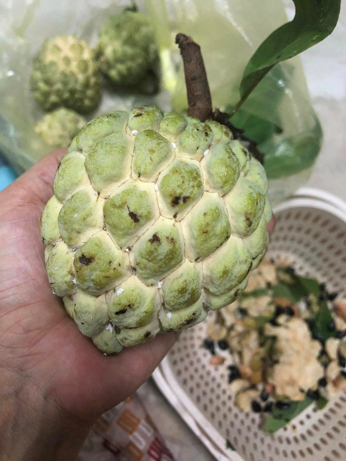 Trước đây, na bở không được nhiều người ưa chuộng nên giá rẻ hơn nhiều so với na dai. Ảnh: FB Khuyên Ốc