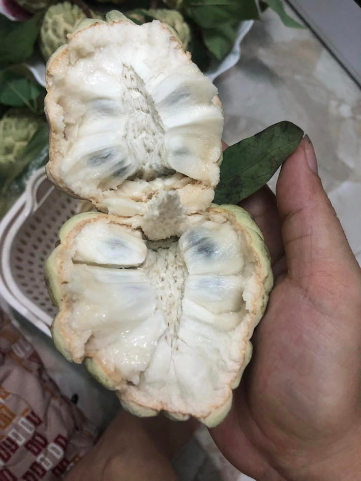 Múi na cũng bở hơn, không dai bằng na dai. Tuy nhiên, đối với người ăn được và thích ăn thì thịt quả na bở ngọt thanh, ăn mát. Ảnh: FB Khuyên Ốc