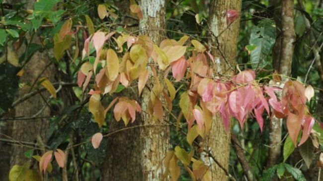Giống cây cổ thụ này mọc nhiều tại rừng núi của các tỉnh phía Tây như Đồng Tháp, Tây Ninh... Ảnh: Internet
