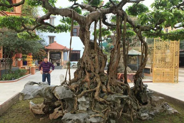 Năm 2014, vườn cây cảnh của đại gia Toàn Đô la được hội Sinh vật cảnh Châu Á bình chọn là Vườn cây xuất sắc nhất Đông Nam Á. Ảnh: Dân Việt