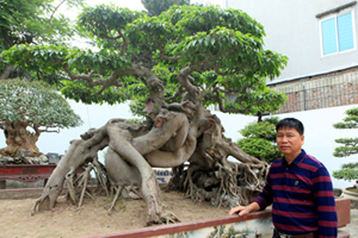 Trong khu vườn có khoảng 500 cây đã hoàn thiện, gần 100 cây mai tứ quý cổ, trên 200 cây sanh cổ, nhiều tác phẩm duối cổ có tuổi đời vài trăm năm. Ảnh: Dân Việt