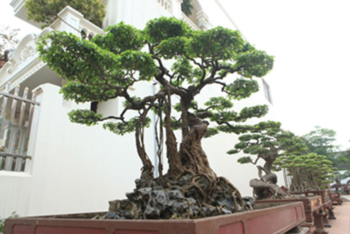 Ông Phan Văn Toàn được giới chơi cây gọi với biệt danh Toàn đô la hay "ông vua" cây cảnh Việt Nam. Ông sở hữu hàng trăm cây cảnh quý hiếm, độc nhất vô nhị mà hiếm có vườn cây cảnh nào trong nước và nước ngoài sánh được. Ảnh: Vietnamnet