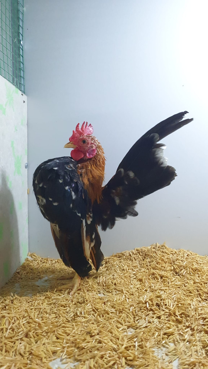 Gà Serama hay còn gọi gà lực sĩ, là giống gà nổi tiếng của Malaysia được lai tạo với gà Nhật Bản. Ảnh: Facebook
