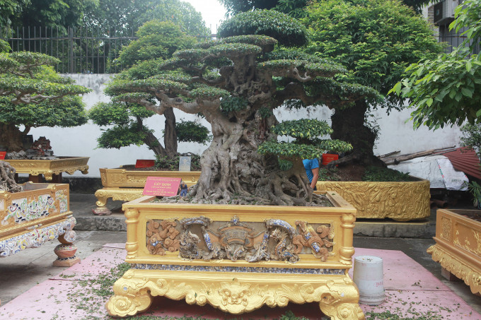 Vườn cây của vợ chồng đại gia Toàn đô la rộng hàng trăm mét vuông, có khoảng 500 cây đã hoàn thiện. Ảnh: Vietnamnet