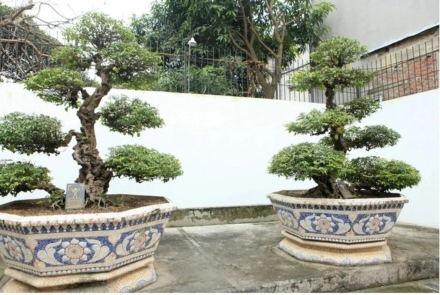 Ấn tượng hơn cả là cặp khế cảnh cổ tuổi đời trên 400 năm do đích thân vua Gia Long trồng và chăm sóc. Ảnh: Vietnammet