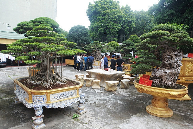 Nhắc đến vườn cây cảnh có 1-0-2 ở Việt Nam không thể bỏ qua gia trang của ông Phan Văn Toàn (hay Toàn "đô la") ở TP Việt Trì (Phú Thọ). Ảnh: Dân Việt