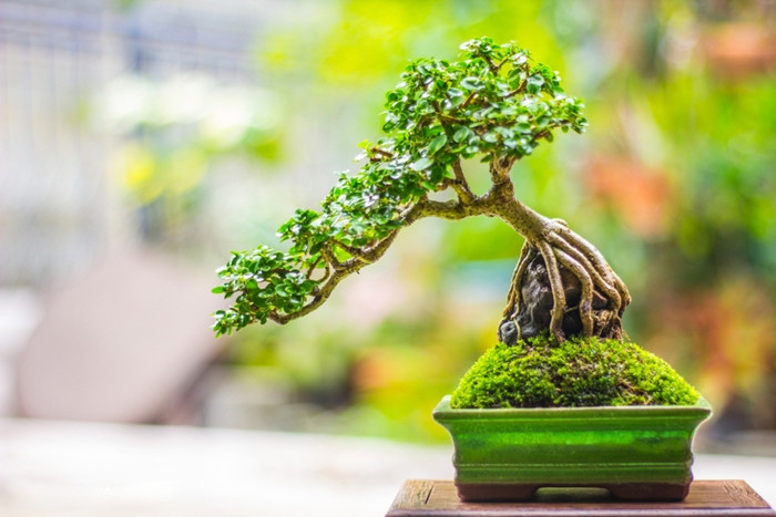 Những người đam mê cây cảnh sử dụng nhiều kỹ thuật khác nhau để tạo ra các phong cách khác nhau, chẳng hạn như thẳng đứng trang trọng, nghiêng, thác đổ, bán thác đổ...Mỗi phong cách thể hiện một tính thẩm mỹ độc đáo và đòi hỏi phương pháp cắt tỉa.