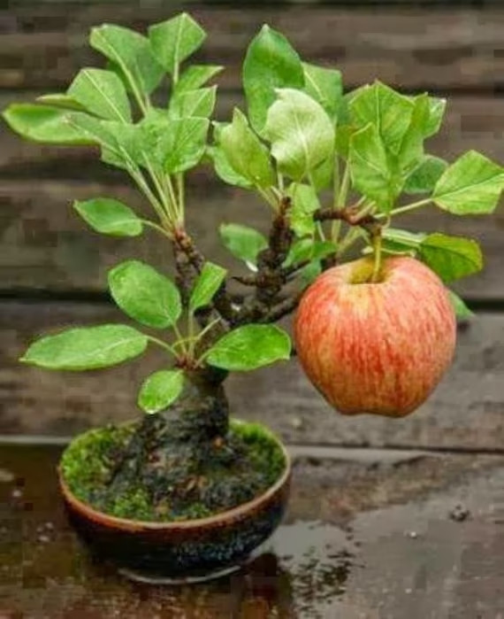 Tùy thuộc vào từng loài, cây bonsai có thể cho ra quả và hoa nhỏ, tạo nét đẹp cho hình dạng thu nhỏ. Chẳng hạn như cây bonsai hoa anh đào, cho ra hoa màu hồng tinh tế, cây bonsai táo lùn, có thể cho ra quả táo nhỏ.