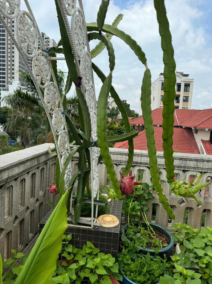 Rau trồng trong chậu xanh mướt mắt.