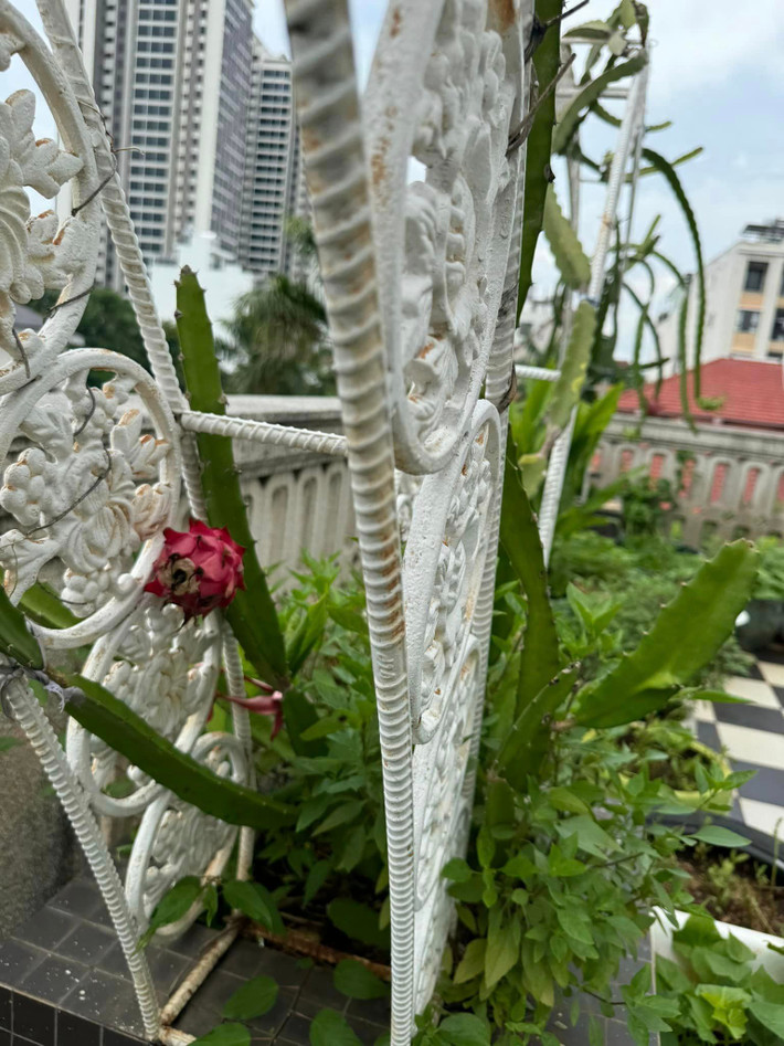Thanh long cũng bắt đầu cho trái.