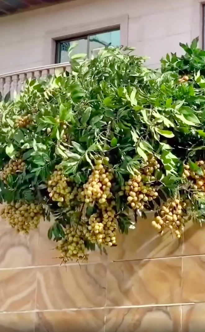 Mới đây, cộng đồng xôn xao trước đoạn video ghi lại tư thế mọc khó đỡ của cây nhãn. Tán nhãn sai lúc lỉu, trái đẹp, lá xanh, nhưng có gì đó sai sai...