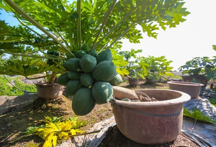 Vào dịp Tết, đu đủ bonsai có giá từ vài triệu đến cả chục triệu đồng, tùy kích thước. Ảnh: Người lao động