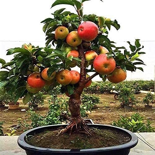 Cây táo nhỏ nhưng cho rất nhiều trái to, căng mọng. Ảnh: Amazon