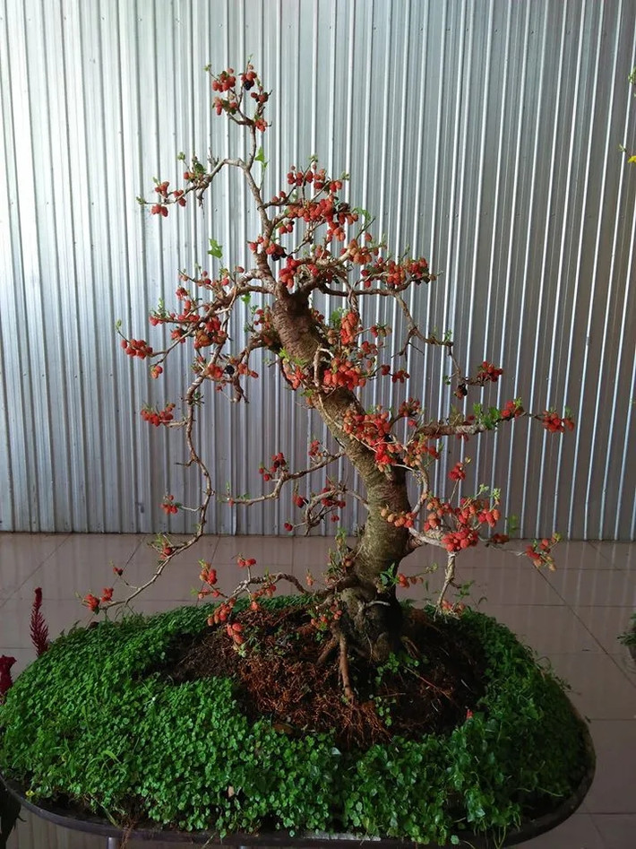 Vốn là cây trồng bờ rào, bờ bụi nhưng nay dâu tằm đã trở thành thành bonsai đẹp mắt. Ảnh: Dân Việt