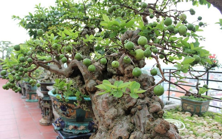 Dù đã trên 100 tuổi nhưng cây ổi vẫn chi chít quả. Ảnh: Traicaydungmap