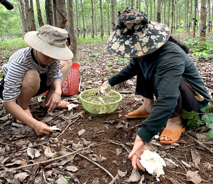 Vì vậy, sau những cơn mưa đầu mùa, người dân địa phương lại rủ nhau vào các khu rừng, vườn cao su để tìm kiếm nấm mối. Ảnh: Nông nghiệp
