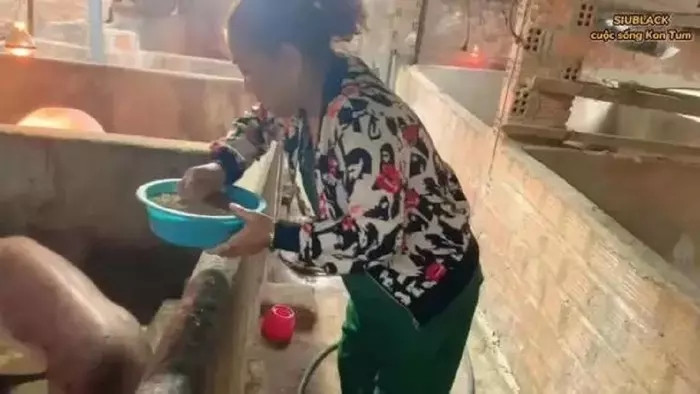 Công việc mỗi ngày của Siu Black khá đều đặn, 5h ra vườn hái rau cho heo ăn, chiều chiều chở ngô đi xay cám. Ảnh chụp màn hình