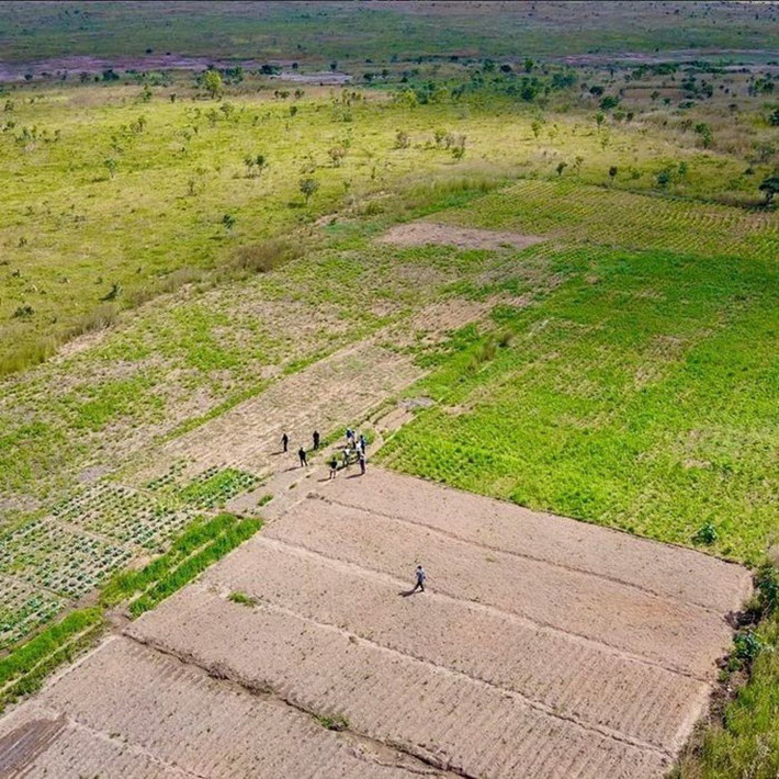 Quang Linh cho biết, số tiền mỗi tháng dùng để trả lương cho người dân bản địa và người Việt tại nông trại cũng lên đến 70 triệu đồng.