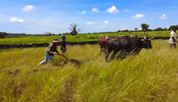 Ruộng lúa nước Việt được Quang Linh và bạn bè tái hiện tại châu Phi.