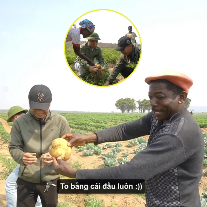 Nông trại của Quang Linh Vlog cho thu hoạch khoai tây củ to gấp 3 - 4 lần ở Việt Nam.