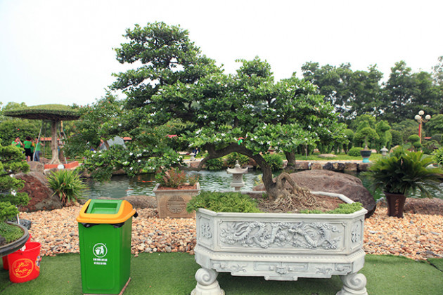 Trong vườn có nhiều cây cảnh đẹp, độc mang giá trị lớn như cây sơ ri Mỹ với thế độc nhất vô nhị được mua tại Triển lãm bonsai Châu Á Thái Bình Dương năm 2017. Ảnh: Dân Việt