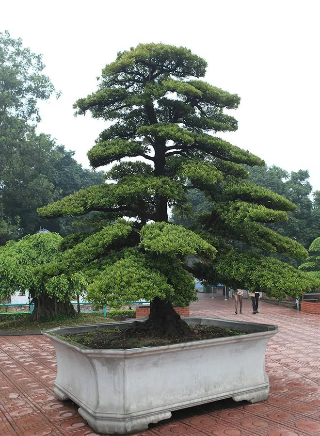 Tùng “trực quân tử” sừng sững oai phong đứng thẳng với chiều cao 3,7m vận chuyển từ Đài Loan về Việt Nam. Ảnh: Dân Việt