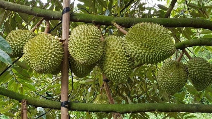 Sầu riêng Musang King loại B (1,3 kg – 4 kg) giá thu mua từ 65.000 – 70.000 đồng/kg. Ảnh: Bách hóa xanh