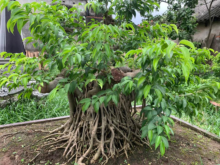 Các kiểu tán lá phổ biến của cây sanh gồm: tán lá tròn đầy, tán lá thoáng, tán lá phá cách... Ảnh: Facebook