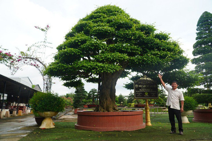 Cây sanh bonsai có đường kính tán lớn nhất Việt Nam của ông Nguyễn Phước Lộc (Sa Đéc, Đồng Tháp) có tuổi thọ hơn 120 năm, trị giá khoảng 12 tỷ đồng. Ảnh: Vietnamnet