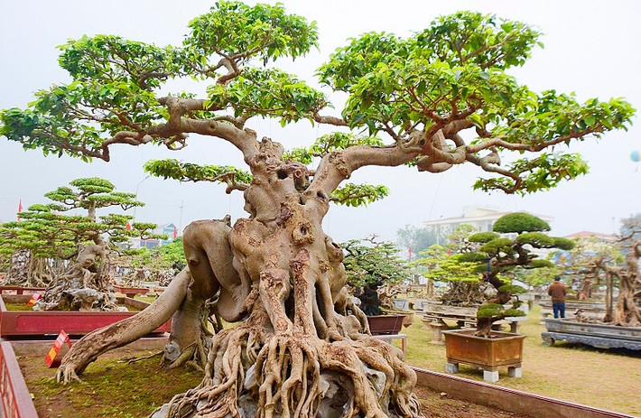 Giá trị của tác phẩm bonsai sanh một phần nằm ở độ khó khi tạo tác, uốn tỉa mà chỉ những nghệ nhân có tay nghề cao mới làm được. Ảnh: Facebook