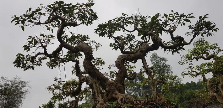 Để có tác phẩm sanh bonsai đẹp, mang tính nghệ thuật, chủ nhân phải chăm sóc, cắt tỉa thường xuyên, tạo hình đẹp cho cây. Ảnh: Facebook