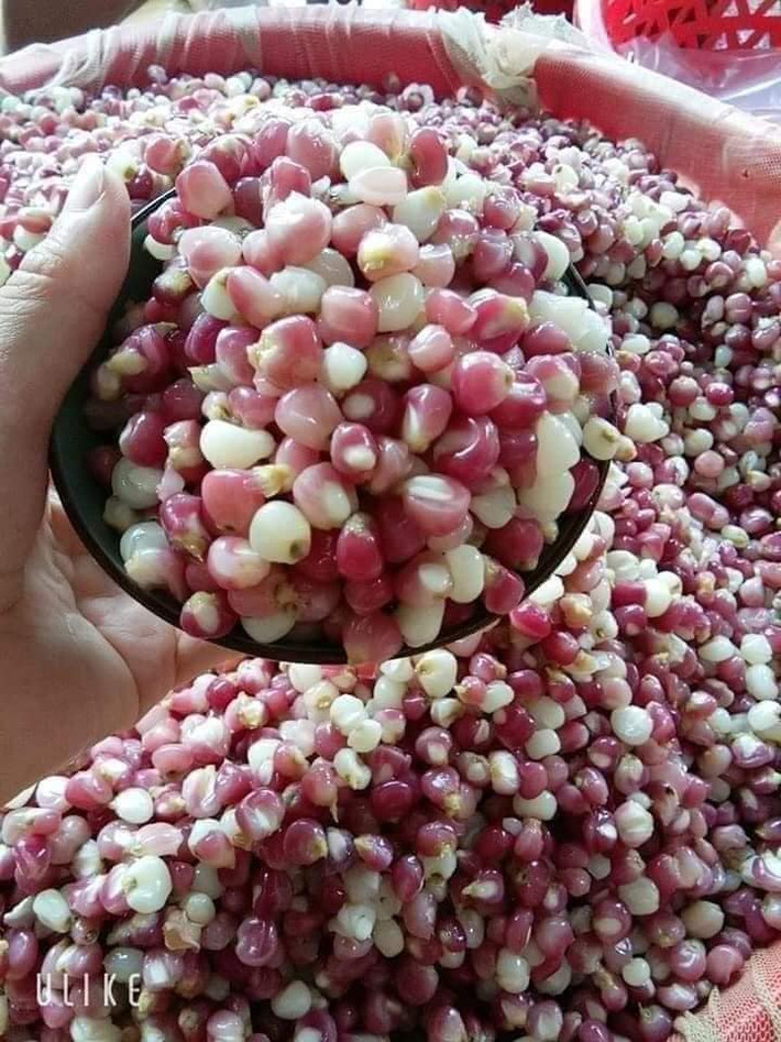 Ngô nếp bung là món ăn dân dã hàng ngày của người dân vùng cao. Nhưng mấy năm nay, ngô nếp bung được người dân thành phố đặt mua về làm món ăn đổi vị. Ảnh: FB Dung Thùy