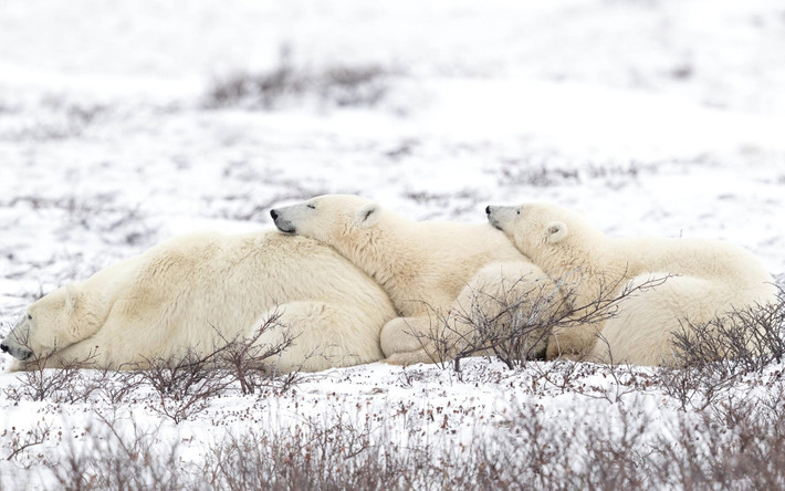 Ảnh động vật ghi cảnh gấu bắc cực mẹ và 2 con nằm nghỉ trên tuyết ở Western Hudson Bay, Canada. (Nguồn Guardian)