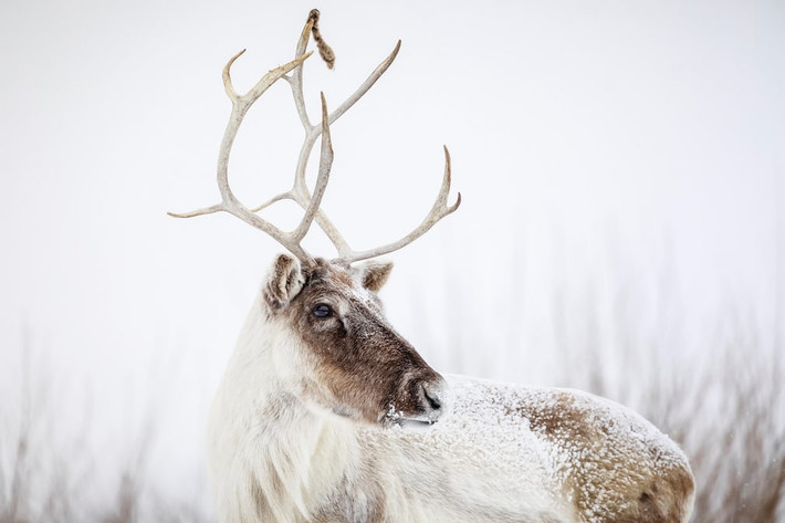 Tuyết phủ trắng cơ thể tuần lộc, đứng trên cánh đồng ở Manitoba, Canada. (Nguồn Guardian)