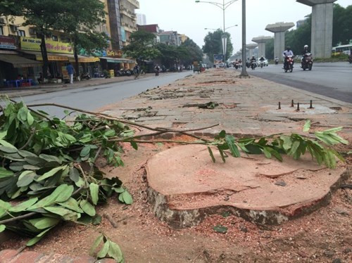 10. Hà Nội lại chặt hàng trăm cây cổ thụ trên đường Nguyễn Trãi, Trần Phú. Chiều 23/1, ông Trần Trọng Hiếu - trưởng phòng quản lý hạ tầng môi trường công trình ngầm Sở Xây dựng Hà Nội - cho biết, hiện nay giữa dải phân cách hai tuyến phố trên có 146 cây xà cừ, trong đó 123 cây có đường kính lớn hơn 50cm, cao 14 - 20m. Các cây này chủ yếu phát triển nghiêng về phía đường sắt đô thị và có thể gây nguy hiểm nếu bị gãy đổ. Do đó, sở này đã đề xuất thành phố chặt hạ toàn bộ để đảm bảo an toàn.