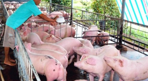 Thậm chí, những con lợn to, nhiều mỡ, ít nạc cũng được ráo riết thu mua vào năm 2013 khiến nhiều nông dân vội vàng vỗ béo cho lợn để xuất chuồng sớm.