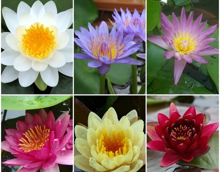 Nhiều người đã đổ xô mua và trồng hạt giống loại sen này, tuy nhiên, sau khoảng 2-3 tuần, giá hạt giống sen bán trên đường Hoàng Hoa Thám (Hà Nội) đã ổn định ở mức 35.000 - 40.000 đồng/gói (5 hạt - tương đương khoảng 7.000 - 8.000 đồng/hạt sen).