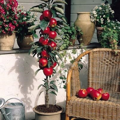Hầu hết các loại hạt giống cây, quả độc lạ đều nhanh chóng "cháy hàng", khách phải chờ từ 3 - 7 ngày để mua hạt giống. Nhập hàng khó, hàng bán chạy, vì thế, mức giá của chúng chênh lên rất nhiều so với giá bán trên các trang mạng quốc tế như Amazon, Ebay.