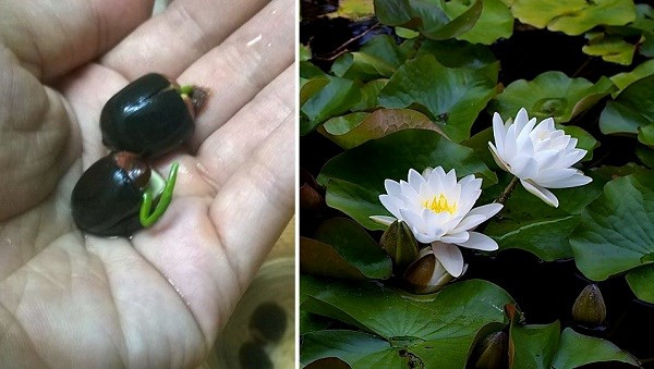 Sen 7 màu Nhật cũng gây "náo loạn" thị trường khi mới xuất hiện và đi kèm đó là mức giá 15.000 - 18.000 đồng/hạt sen.